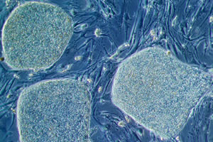 Stem cells under a microscope